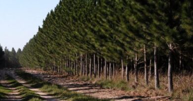 El Gran Remate del (In)terior: ¿Desarrollo Forestal o Expropiación Financiera?